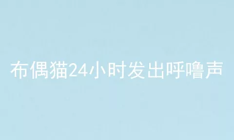 布偶猫24小时发出呼噜声