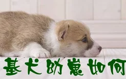 柯基犬幼崽如何选