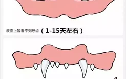 狗长牙的顺序图解 狗狗长牙是几个月