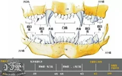 狗怎么看年龄 如何辨别狗狗的年纪