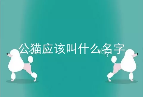 公猫应该叫什么名字