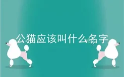 公猫应该叫什么名字