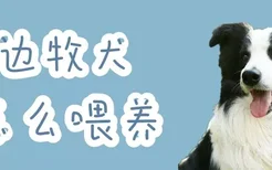 边牧犬怎么喂养