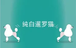 纯白暹罗猫