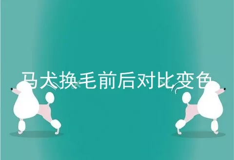 马犬换毛前后对比变色