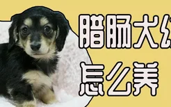 腊肠犬幼犬怎么养