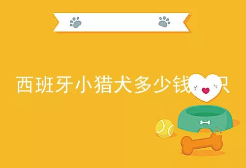 西班牙小猎犬多少钱一只