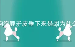 狗狗脖子皮垂下来是因为什么