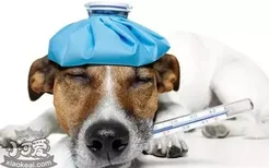 狗狗感冒症状及治疗 怎样应对狗狗感冒