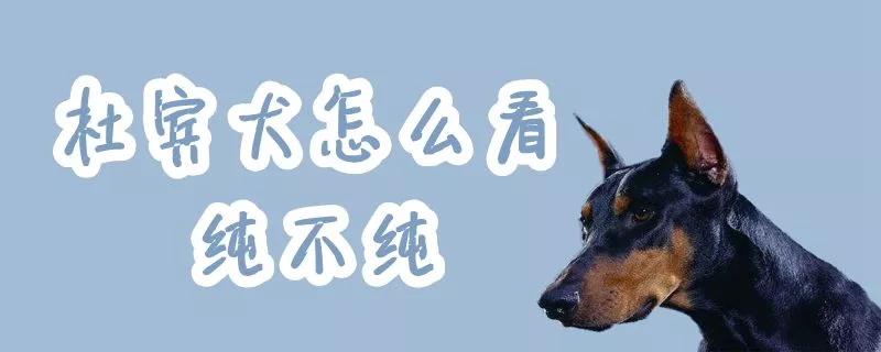 杜宾犬怎么看纯不纯