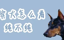 杜宾犬怎么看纯不纯