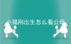 小猫刚出生怎么看公母