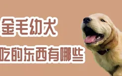 金毛幼犬不能吃的东西有哪些