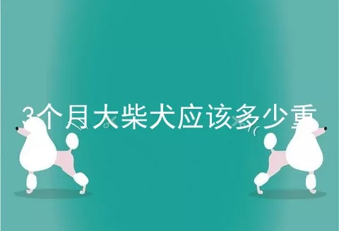 3个月大柴犬应该多少重