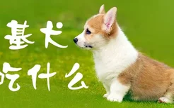 柯基犬能吃什么