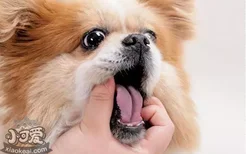 狗狗牙结石怎么去除 不治疗可导致牙齿脱落