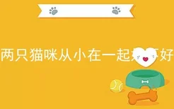 两只猫咪从小在一起好不好