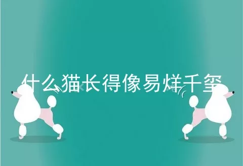 什么猫长得像易烊千玺