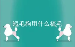 短毛狗用什么梳毛