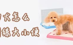 泰迪犬怎么训练大小便