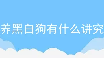 养黑白狗有什么讲究