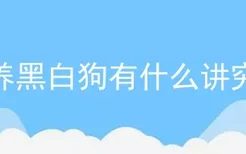 养黑白狗有什么讲究