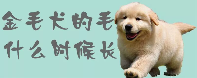 金毛犬的毛什么时候长1