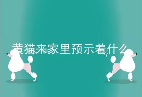 黄猫来家里预示着什么