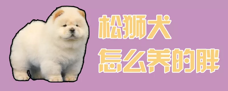 松狮犬怎么养的胖