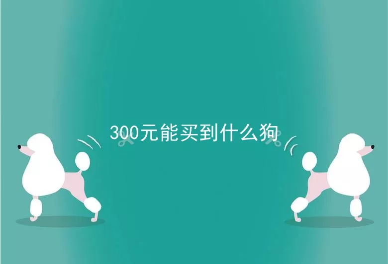 300元能买到什么狗