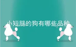 小短腿的狗有哪些品种