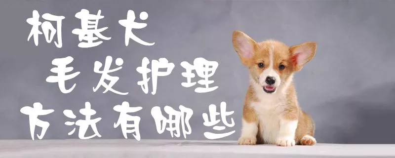 柯基犬毛发护理方法有哪些1