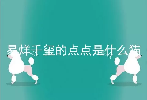 易烊千玺的点点是什么猫