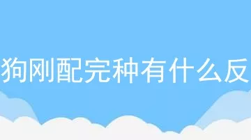 狗狗刚配完种有什么反应