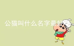 公猫叫什么名字最好听