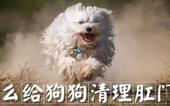 怎么给狗狗清理肛门腺