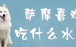 萨摩喜欢吃什么水果