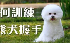 如何训练比熊犬握手