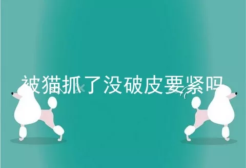 被猫抓了没破皮要紧吗