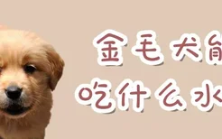 金毛犬能吃什么水果