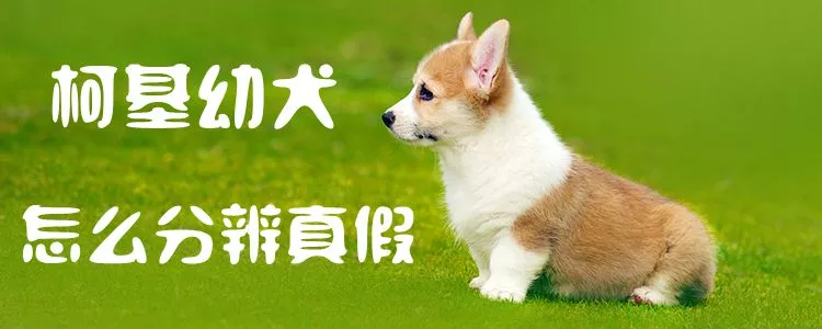 柯基幼犬怎么分辨真假1