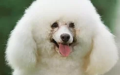 白色的狗品种