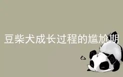 豆柴犬成长过程的尴尬期