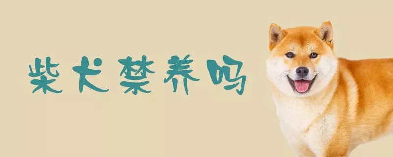 柴犬禁养吗1