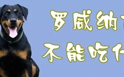 罗威纳犬不能吃什么