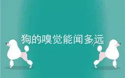 狗的嗅觉能闻多远