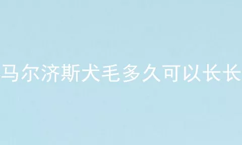 马尔济斯犬毛多久可以长长