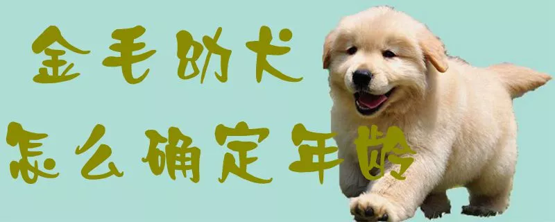 金毛幼犬怎么确定年龄1