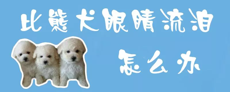 比熊犬眼睛流泪怎么办1