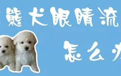 比熊犬眼睛流泪怎么办